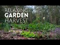 Calming Garden Harvest 🥕🥔 Blueberries, Leeks + Digging Carrots & Potatoes | Soothing Nature Sounds