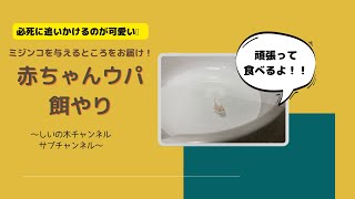 【のんびり癒されたい方必見！！】赤ちゃんウパの餌やり❣️しいの木チャンネル２🌿サブ　ウーパールーパーの部屋