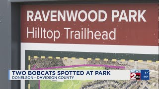 Bobcats spotted at park in Donelson-Hermitage area