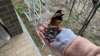 【庭に来るヤマガラが可愛い件②】手乗り/なつく/人懐っこい/野鳥/留鳥/秋冬/ひまわりの種/好物/餌付け Varied tit coming to the garden is cute②