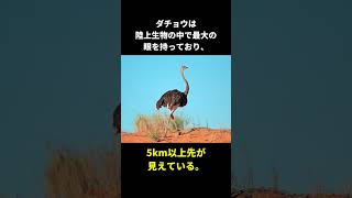 ダチョウに関する面白い雑学