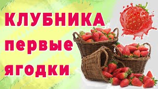 Клубника. Урожай. Первые ягодки