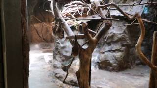 オリイオオコウモリ Orii's fruit bat Ueno Zoo,Tokyo,Japan,上野動物園