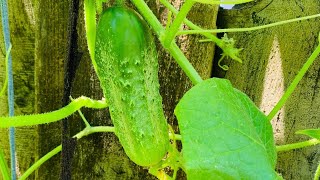 Cucumbers in containers l Container gardening | Boston pickling cucumber