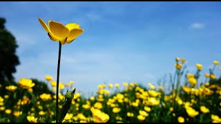 Creeping Buttercup