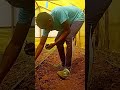 tomato farming subscribe trending africa kenya agriculture farm shorts viral shortsvideo