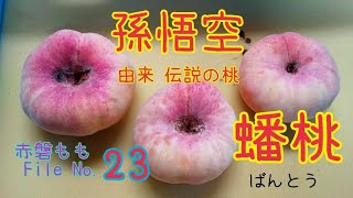 ♯150【赤磐産モモFile No.23】蟠桃 ばんとう【桃の品種紹介】