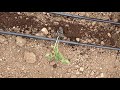 Serada Biohumus Kullanımı (Use of Biohumus in Greenhouse)