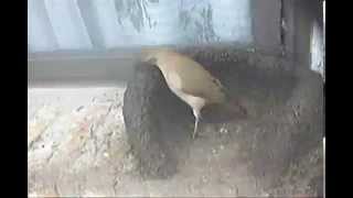 Horneros: Construcción de su Nido -  Ovenbirds : Nest Construction