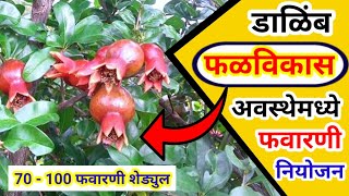 Pomogranate Fruit Development stage spraying schedule || डाळिंब फळविकास अवस्था फवारणी नियोजन