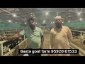 भारत का सबसे बड़ा बीटल बकरी फ़ार्म बंगलौर ll basta goat farm ll farming iltilanatv