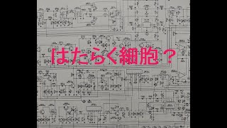 【はたらく細胞】#FT1000 JF9JTS .海外との交信を楽しもう！【アマチュア無線DX基礎編】