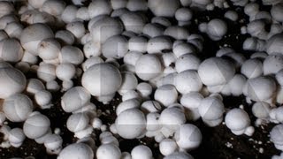 How to grow your own Mushrooms at home.