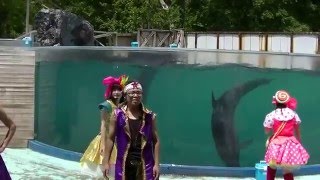 新屋島水族館イルカライブ[なんたってアイドル！！]２０１６，０５，０８