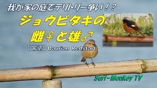 我が家の庭で縄張り争いをする!? ジョウビタキのメスとオス 180324 ~サーフモンキーTV