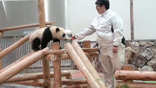 飼育員のお姉さんがりんご🍎を持ってきてくれた🎵 嬉しそう🐼 すべり台をすべっちゃった！ #アドベンチャーワールド🐼