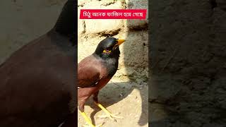 মিঠু অনেক ফাজিল হয়ে গেছে #viralvideo #shortvideo #video #পাখি