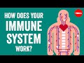 How does your immune system work? - Emma Bryce