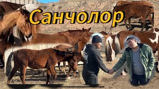 Санжыралуу Санчо Кулундары  4 эркек