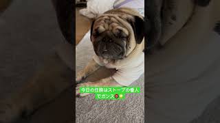 今季初。#pug #ぱぐ #パグ #いぬ #shorts #ショート #しょーと #日常 #癒し #犬のいる暮らし #犬のいる生活