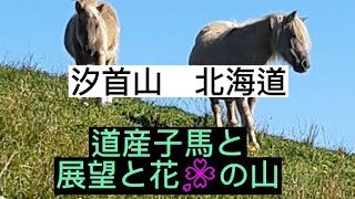 汐首山　北海道　道産子馬と展望と花🌸の山　2023年10月11日