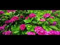 【服部農園あじさい屋敷 164】 hattori farm hydrangea mansion【pentax kp da18 135wr dji action 2】