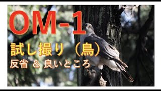 OM-1試し撮り（鳥）・反省とか良かった点とか