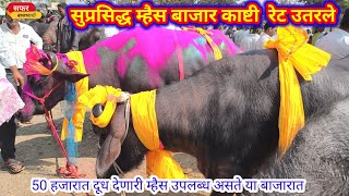 1फेब्रु2025 महाराष्ट्रातील सगळ्यात मोठा म्हैस बाजार  ||murrabuffalo market in maharashtra💥