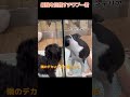 最強を目指すチワプー君🐩【横浜ペットショップ ベルドック】 shorts 犬のいる暮らし