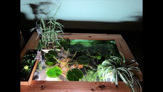 【メダカ大好き！No.016】ベランダ メダカ ビオトープ 『幻想的な夕涼み』Box garden style biotope Fantastic evening cool