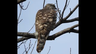 オオタカ ②　　　5日前に見たオオタカ幼鳥です