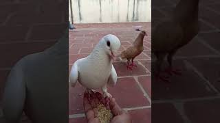 புறா உங்கள் கையில் பழக வேண்டுமா♥️ pigeon training on hands| #training #shorts #viral #transformation