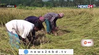 ক্যান্সার, হৃদরোগ, ডায়াবেটিস প্রতিরোধী পুষ্টিগুন সমৃদ্ধ রেড রাইস আবাদ করে সফল ফরিদপুরের তরুণ29Nov.21