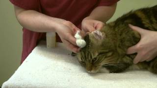 How to apply ear drops and clean your cat's ears