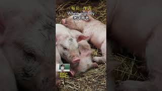 每日一俚语 When pigs fly是什么意思？日常用语，学会就能用 A slang word A day#learn#学习  #slanglanguage