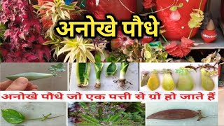 एक पत्ती से grow होने वाले अनोखे पौधे जो आपके garden से कभी नही जायेंगे||#gardeningadvice