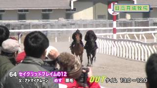 【2014育成馬展示会　調教映像】№64 セイクリッドフレイムの12