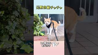 なぜか目が離せず、ずっと見てしまう猫