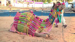 Camel Dance Competition at Pushkar Fair, Rajasthan | Amazing Camel Dance |