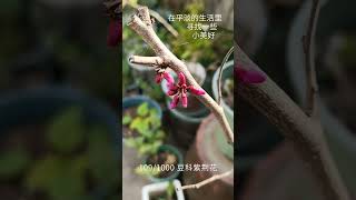 盆栽1000种植物｜109 豆科紫荆花 #plants #gardening #flowers