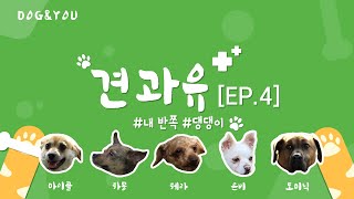 유실유기견 가족맞이 프로젝트 | EP.04 [BNK경남은행 견과유 - Dog \u0026 You]