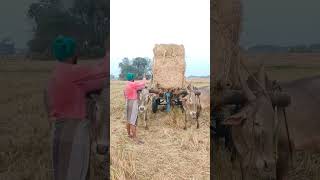 கரம்போக்கு காளையுடன் வைக்கோல் கட்டுதல்.. #tnagriculture #tamilculture #agriculture #tnfarmers #tamil