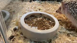 ハリネズミのミルワーム食べ放題　All-you-can-eat hedgehog mealworms