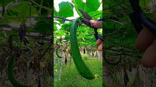 Harvesting turayi #farming #terracegraden #harvesting #harvest #dailyharvest #plantcare #plantlover