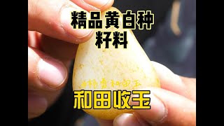 收获一块精品洒金皮挂件把件籽料原石杨勇和田玉 #和田玉籽料