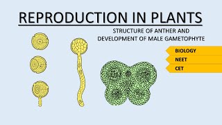 ANTHER \u0026 DEVELOPMENT OF MALE GAMETOPHYTE || SEXUAL REPRODUCTION IN FLOWERING PLANTS || BIO || STUD-E