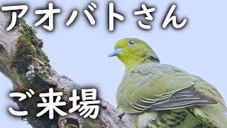 アオバトが可愛い🐤