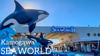 【Japan】Meet Orcas full of love in Japan🙋🏻‍♀️💓🐬Kamogawa SEAWORLD