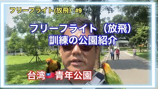 インコのフリーフライト訓練の公園を紹介。台灣青年公園。(介紹我訓練放飛鸚鵡的公園) FREE FLIGHT【フリーフライト、放飛鸚鵡】#9