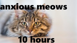 Anxious Cat Meows (10 hours)